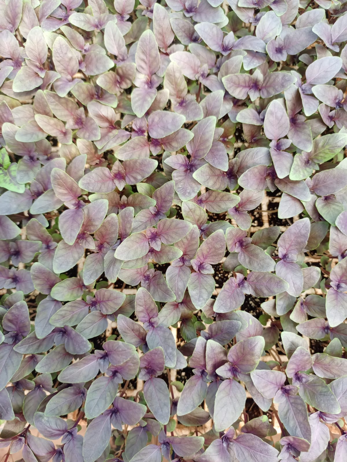 New Agrodeal seedling propagation